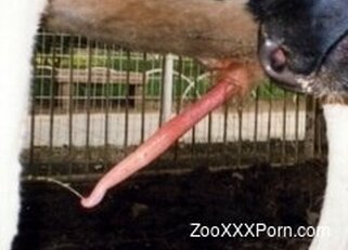 ZooXXXPorn