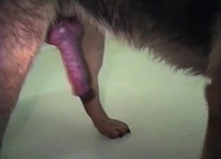 Playing with meaty dick of a doggy