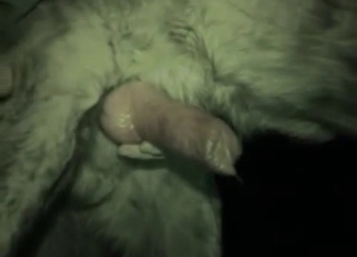 Brutal and nasty amateur bestiality XXX