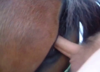 Doggy style fuck session with stallion