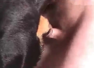 Tight dog ass fucked in doggy style pose