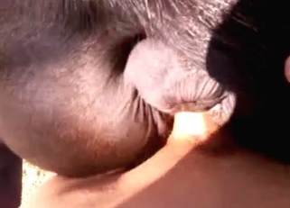 Banging an awesome horse in doggy style pose