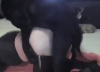 Sexy doggy licks a wide-opened vagina