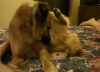 Perfect doggy and a small pink boner
