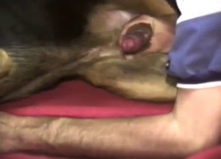 Dude gets his ass fucked by crazy animal