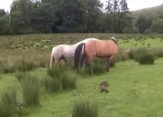 Impressive stallions are fucking so wild