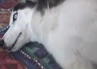 Husky is enjoying dick sucking so much