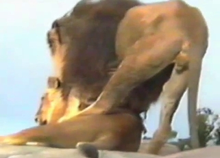 Big lion fucked his sexy girlfriend