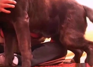 Nasty big boy fucked his lovely owner