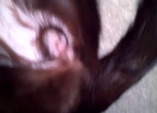 Cute doggy anus looks nice in close-up