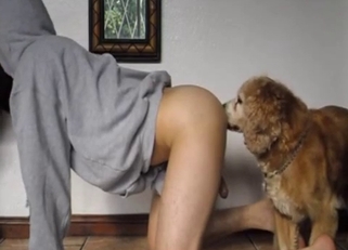 Stunning hottie and two lovely big dogs