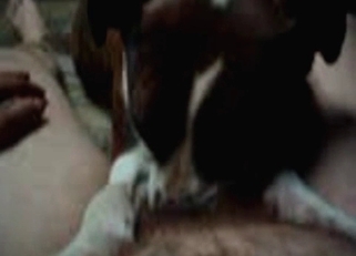 Doggy licks my dick with fun and pleasure