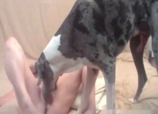 Grey doggy is enjoying nasty bestiality XXX