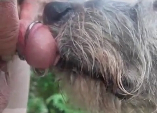 Sexy dog licks my pierced dick on cam