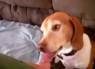 Jerking my hard dick in doggy mouth