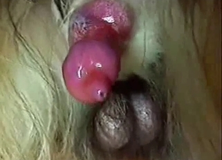 Cute-looking pink hard dick of a horse