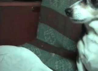 Awesome amateur bestiality action with dog