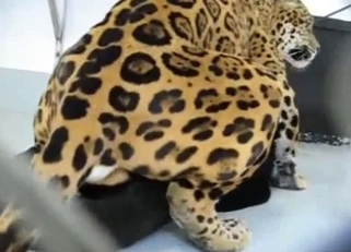 You're gonna love this vicious zoo vid
