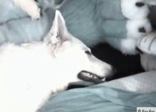 Anal sex for a kinky white dog