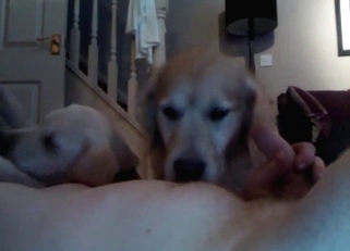 Sexy pooch sucking on this meaty boner