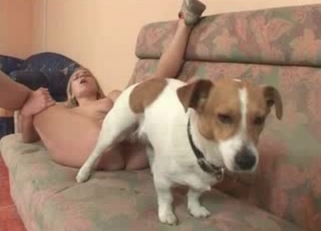 Cute little doggy feeling out her pussy