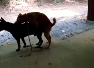Two small nice dogs are enjoying quick sex